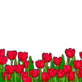 tulips - GIF animasi gratis