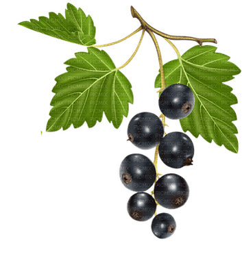 marja, berry - png gratuito