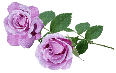 roses, ruusut, rose, ruusu - png grátis