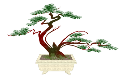 bonsai, puu, tree - zdarma png