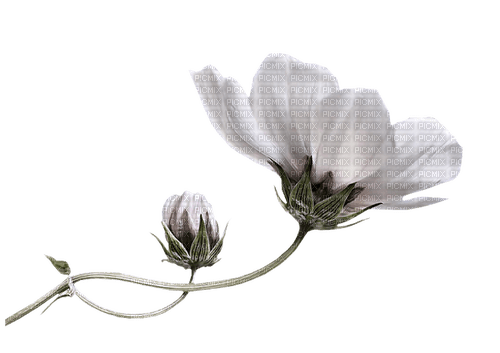 fleur blanche.Cheyenne63 - фрее пнг