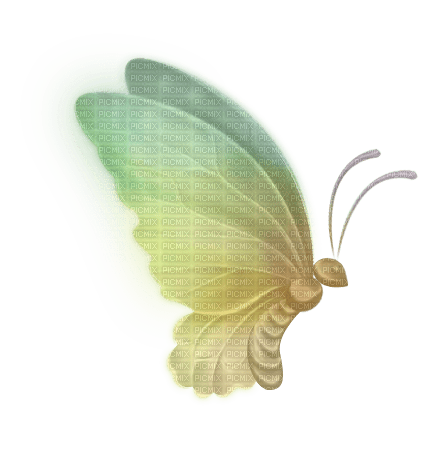 schmetterling butterfly - png ฟรี