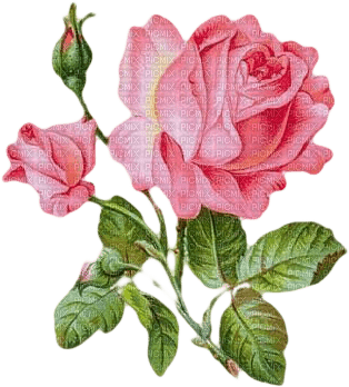 All my lovely flowers - kostenlos png