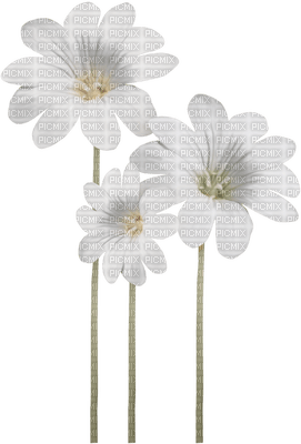 fleur blanche.Cheyenne63 - δωρεάν png
