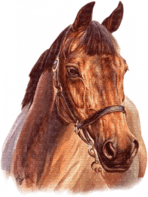 cheval.Cheyenne63 - Free PNG