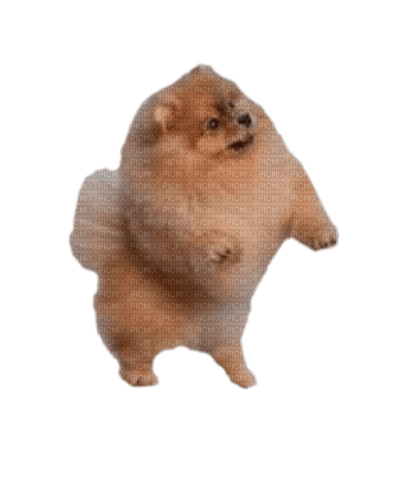Pomeranian - Free PNG