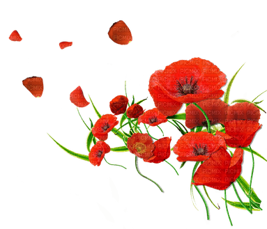 loly33 coquelicot - zadarmo png