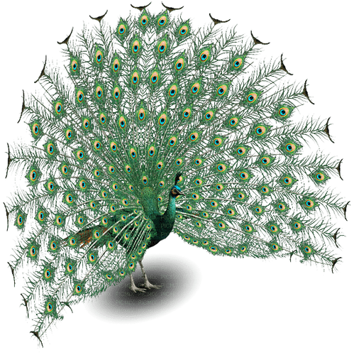 Peacock - Free PNG