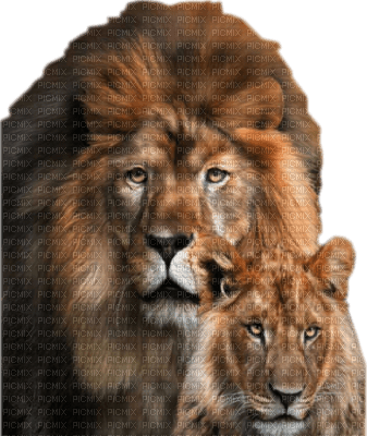 lions - zdarma png