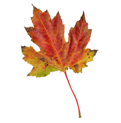 leaves laub feuilles - zadarmo png
