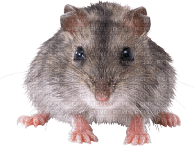 Kaz_Creations Rat Mouse - bezmaksas png