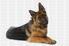 tube animaux chien - kostenlos png