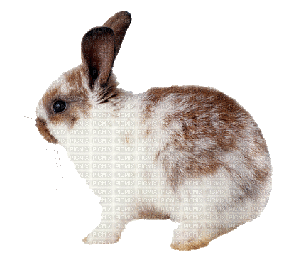 Kaz_Creations Animals Rabbit - Zdarma animovaný GIF
