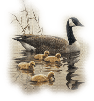 duck family carnards automne - PNG gratuit