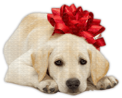 Kaz_Creations Noel-Dogs-Dog-Chien - zadarmo png