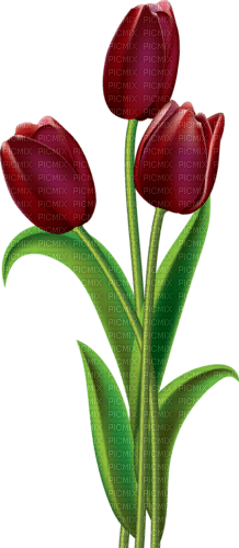 Kaz_Creations Flowers-Fleurs - zadarmo png