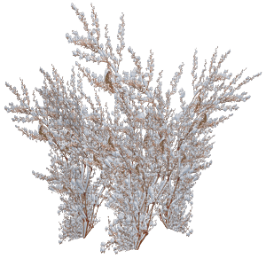 snow_bush-plant-tree - nemokama png