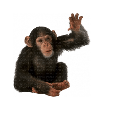 monkey bp - gratis png