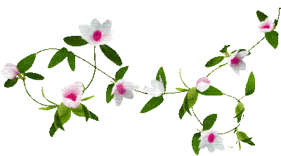 soave deco branch animated spring flowers - GIF animé gratuit