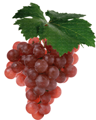 Tournesol94 fruit - безплатен png