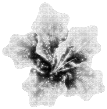 Vanessa Valo _crea=black and white flower glitter - Bezmaksas animēts GIF