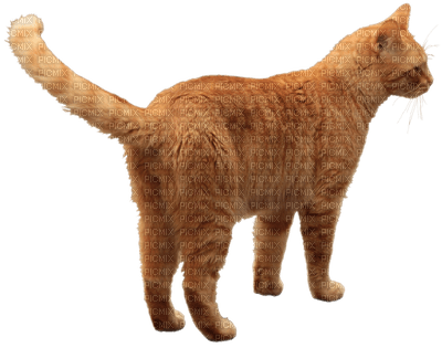 Kaz_Creations Cat Kitten - PNG gratuit