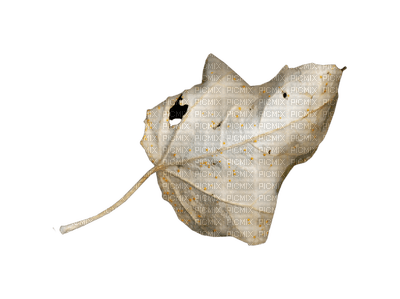 set beige-blad-leaf-deco-minou52 - 免费PNG