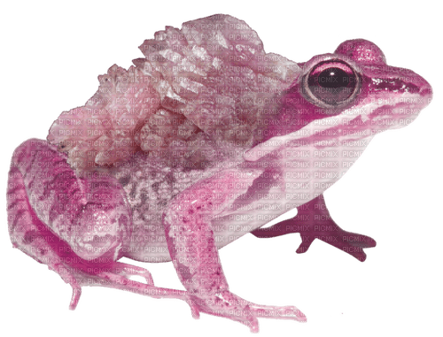 pink crystal froggy - gratis png