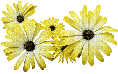 kukka, flower, fleur - zdarma png
