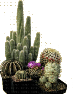 succulent plants bp - Zdarma animovaný GIF