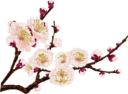 flowers cherry blossom asia - png gratis