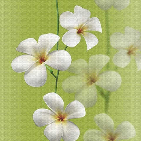 Background Flower - ingyenes png