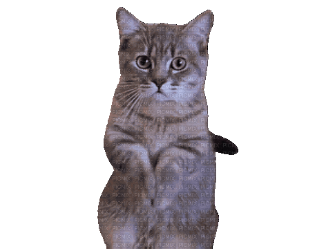 Nina cat - Бесплатный анимированный гифка