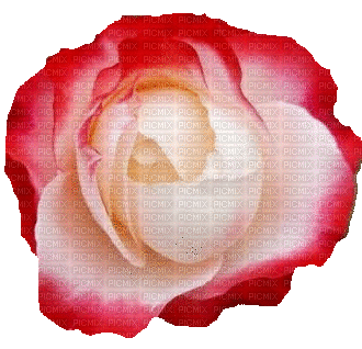 trandafir - Безплатен анимиран GIF