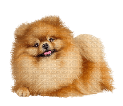 chien - 無料png