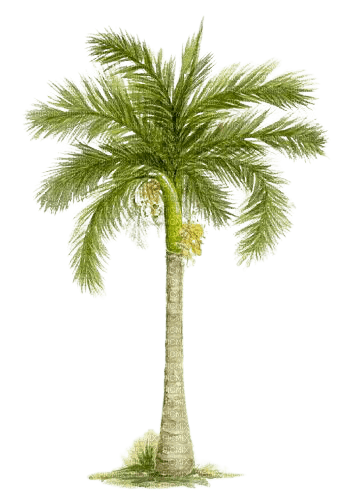 palm tree - darmowe png