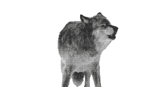 wolf gif - Gratis geanimeerde GIF