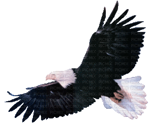 eagle - GIF animado gratis