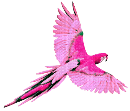 Parrot.Pink.Green - zadarmo png