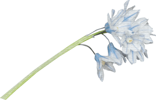 Campanule bleue - Scille - ingyenes png
