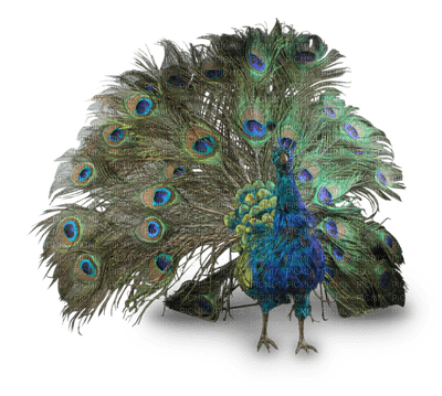 peacock - png ฟรี