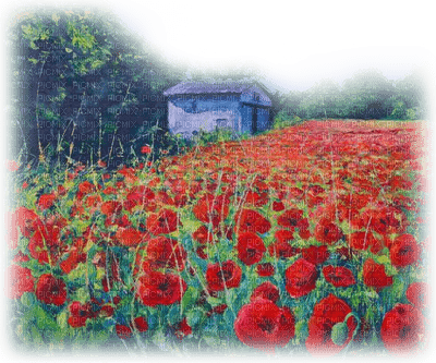 poppy field landscape - png ฟรี