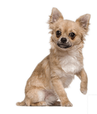 Kaz_Creations Dogs Dog Pup 🐶 - bezmaksas png