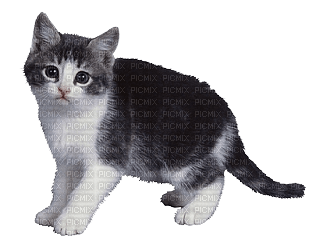 kitten - Free PNG