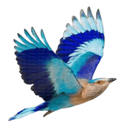 Vogel - PNG gratuit