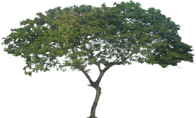 African tree, sunshine3 - gratis png