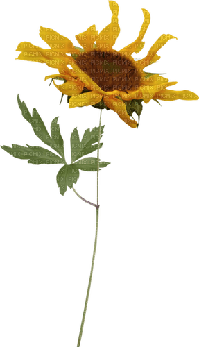 Flores - darmowe png