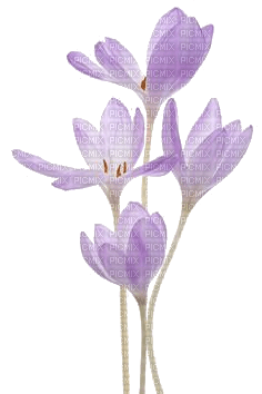 Frühling, Blumen, Krokusse - Free PNG