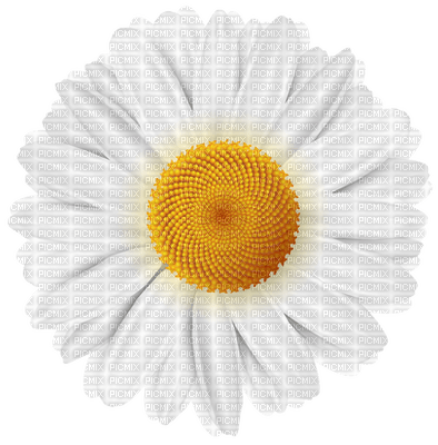 Kaz_Creations Flowers Deco Flower Colours - bezmaksas png