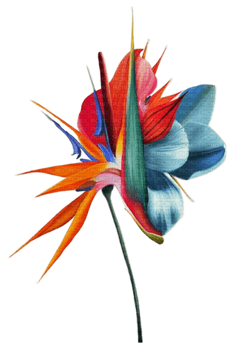 Экзотический цветок - kostenlos png